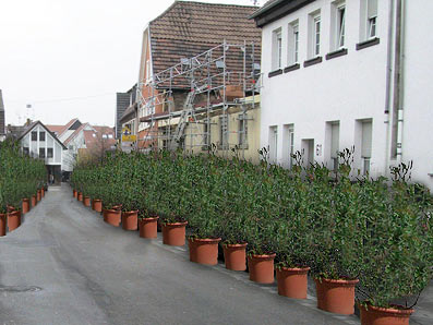 Fotocollage: Die gesamte Rathausstraße ist von Oleandern gesäumt.